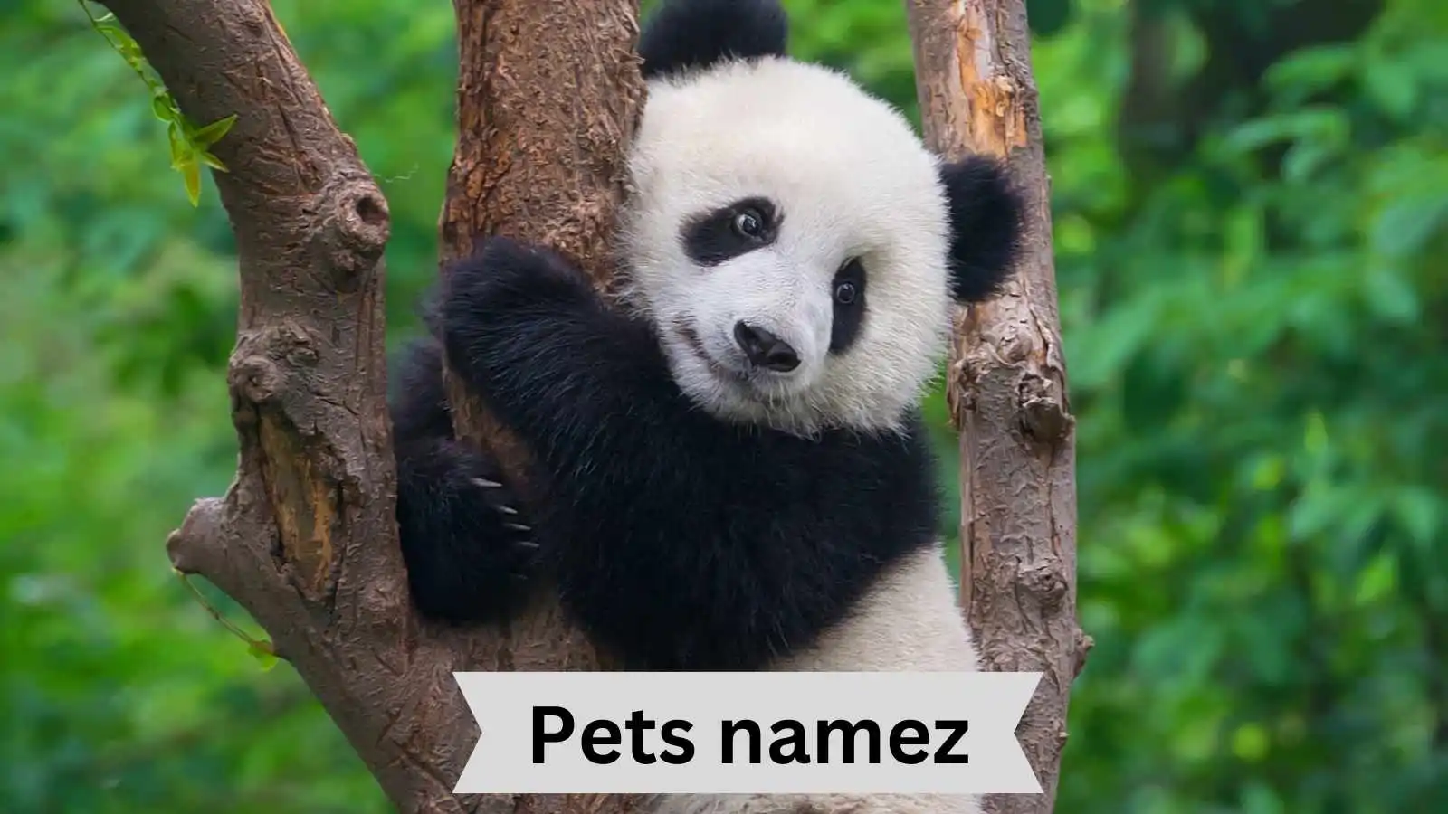 Adorable Panda Names