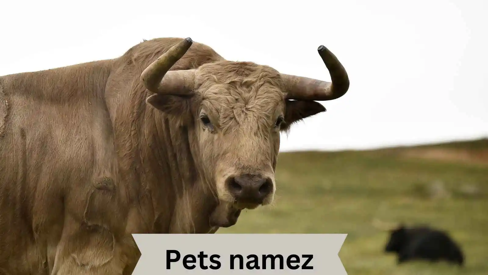 Bull Names with Name Generator