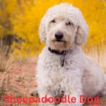 Best Sheepadoodle Dog Names