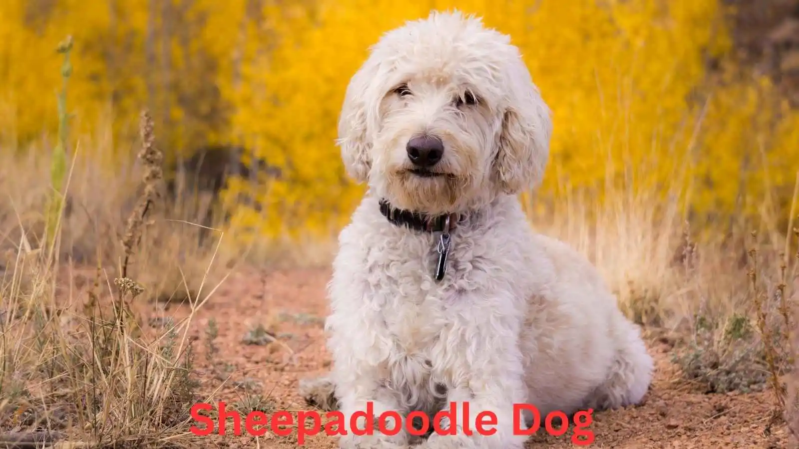 Best Sheepadoodle Dog Names