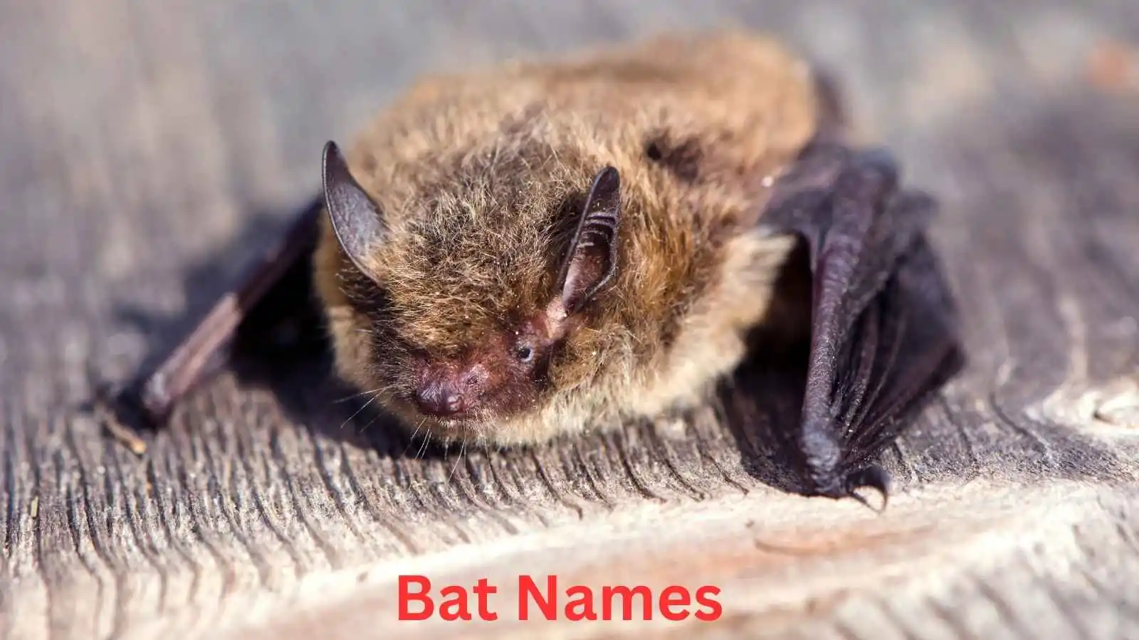 Bat Names