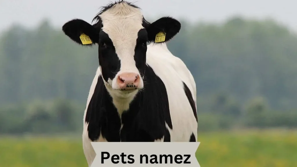 Cow Names with Generator