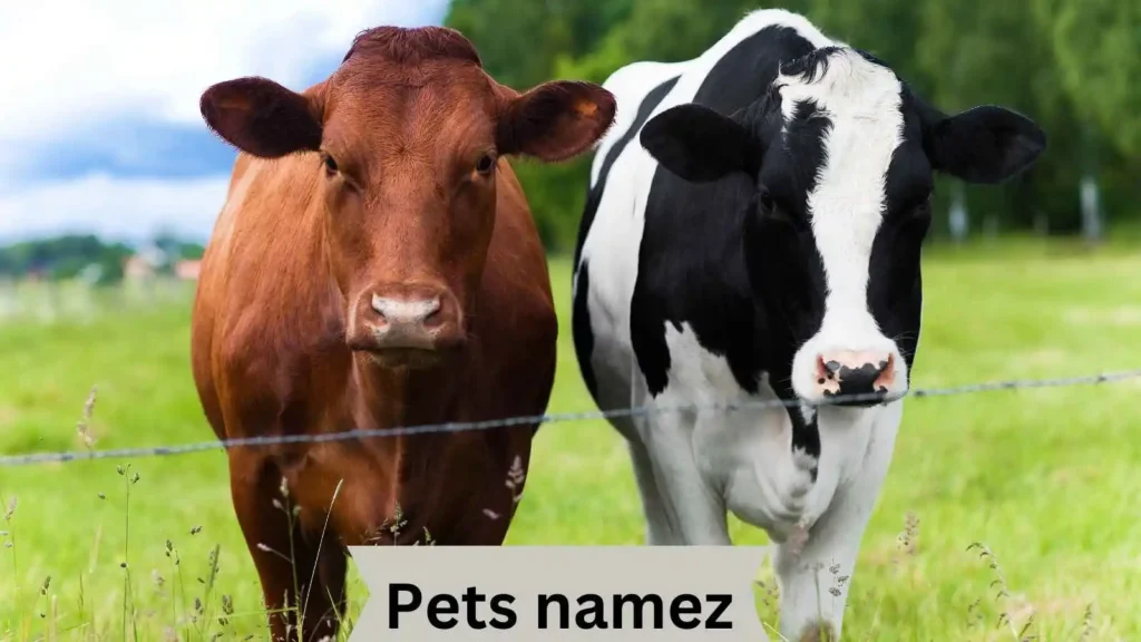 Cow Names with Generator