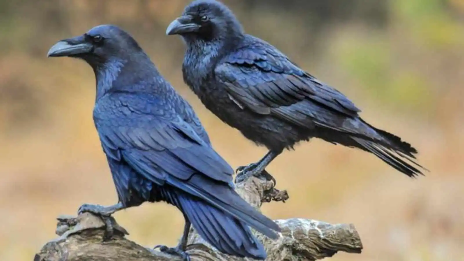 Cute And Catchy Raven Names