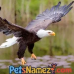 Eagle Names