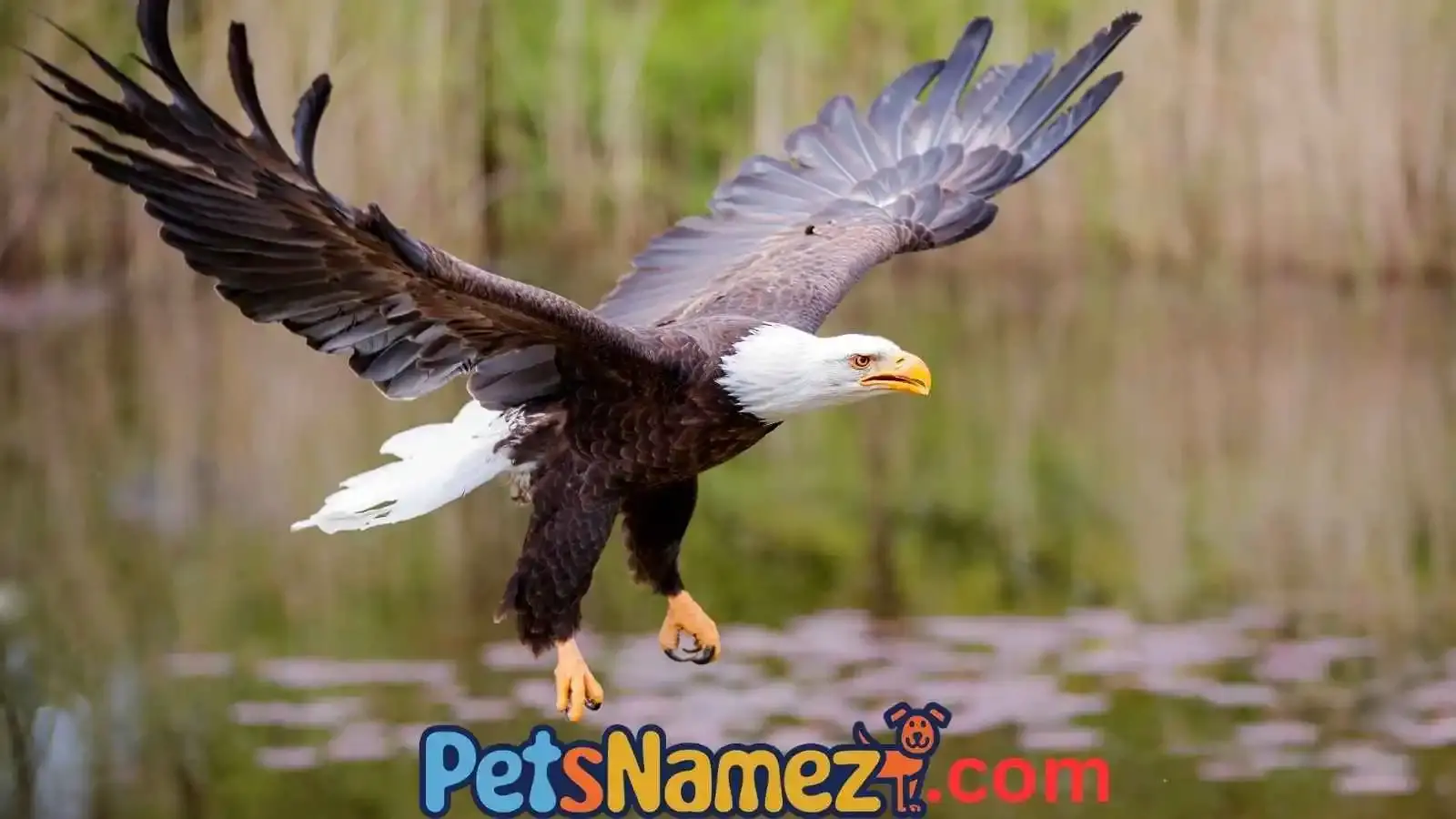 Eagle Names