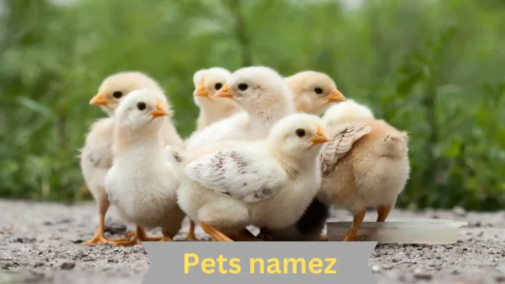 Names For Your Male Chicken