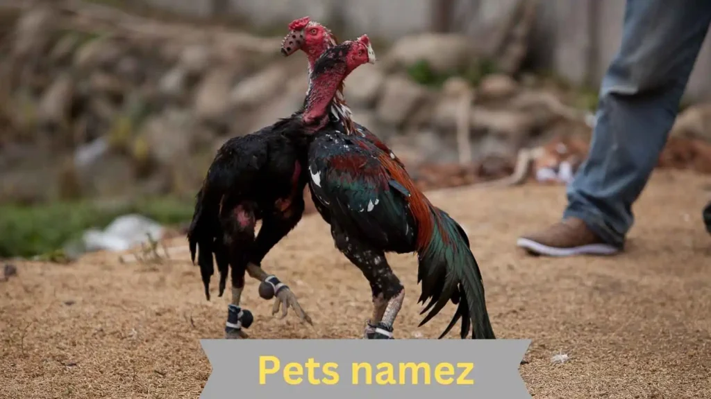 Names For Your Male Chicken