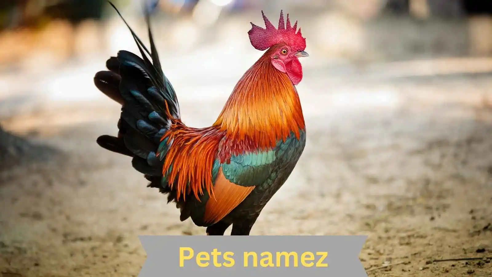 Names For Your Male Chicken