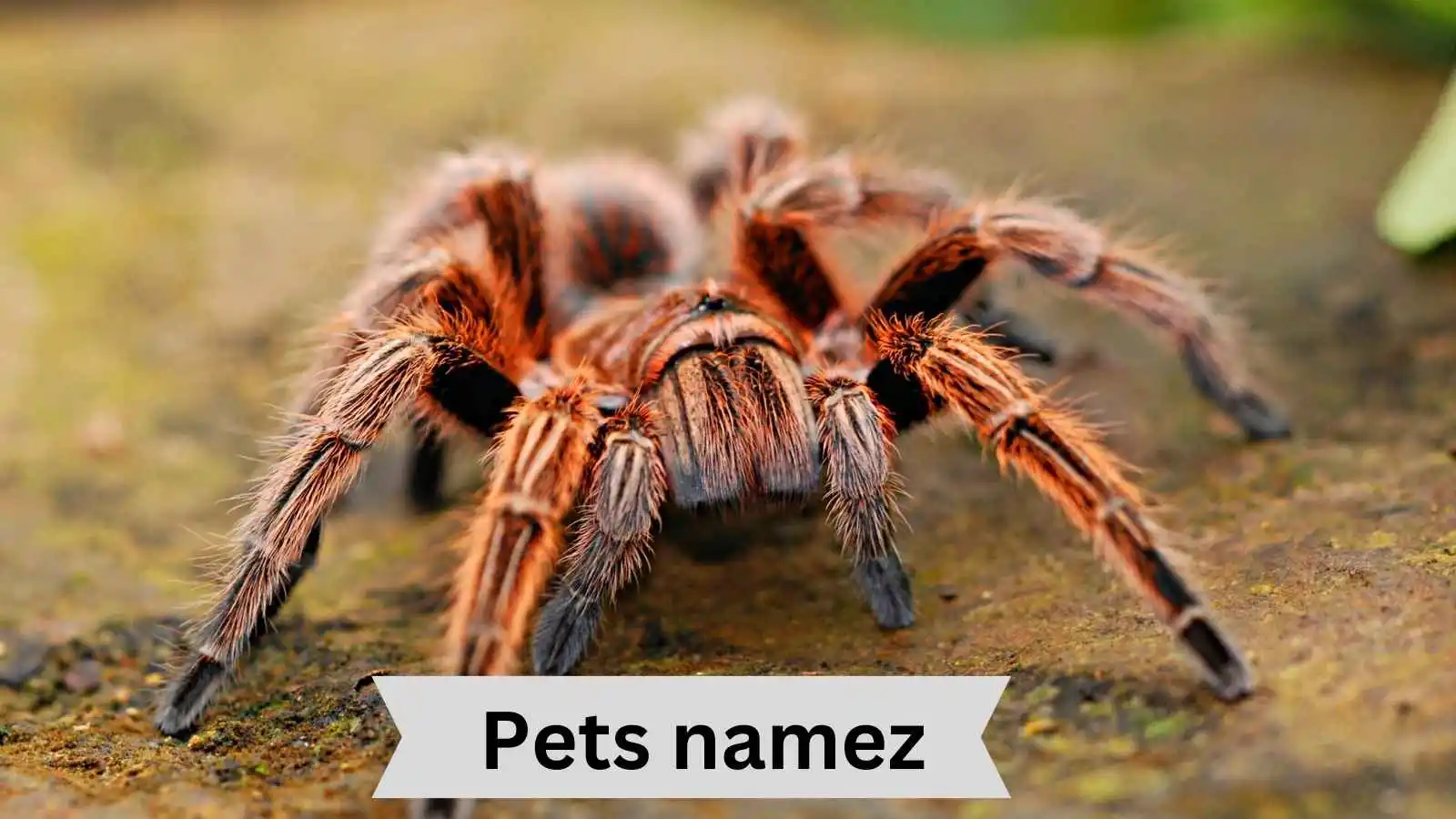 Spider Names with Name Generator
