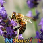 BEE NAMES