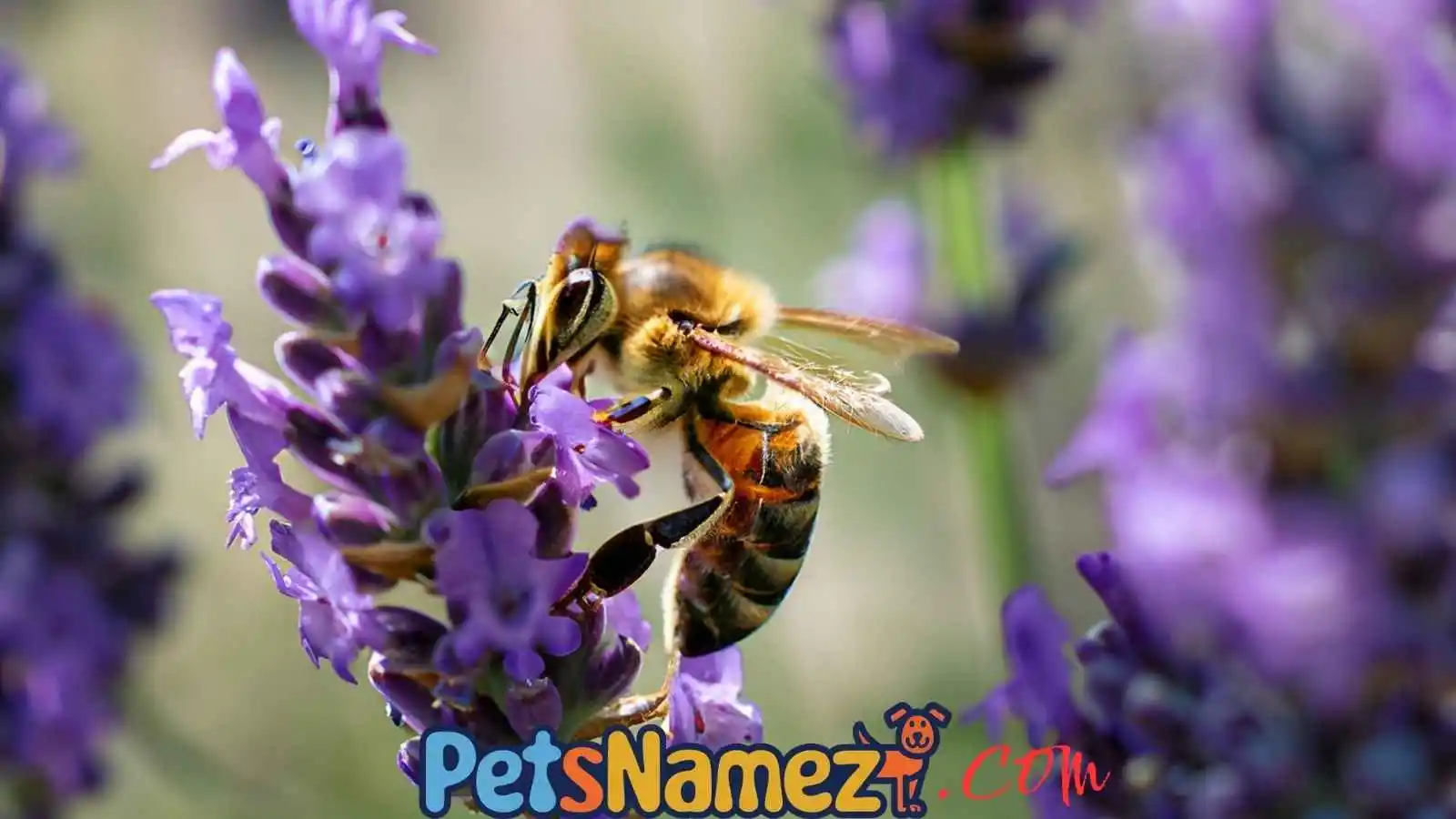 BEE NAMES