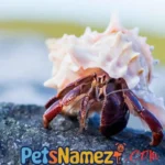 Hermit Crab Names