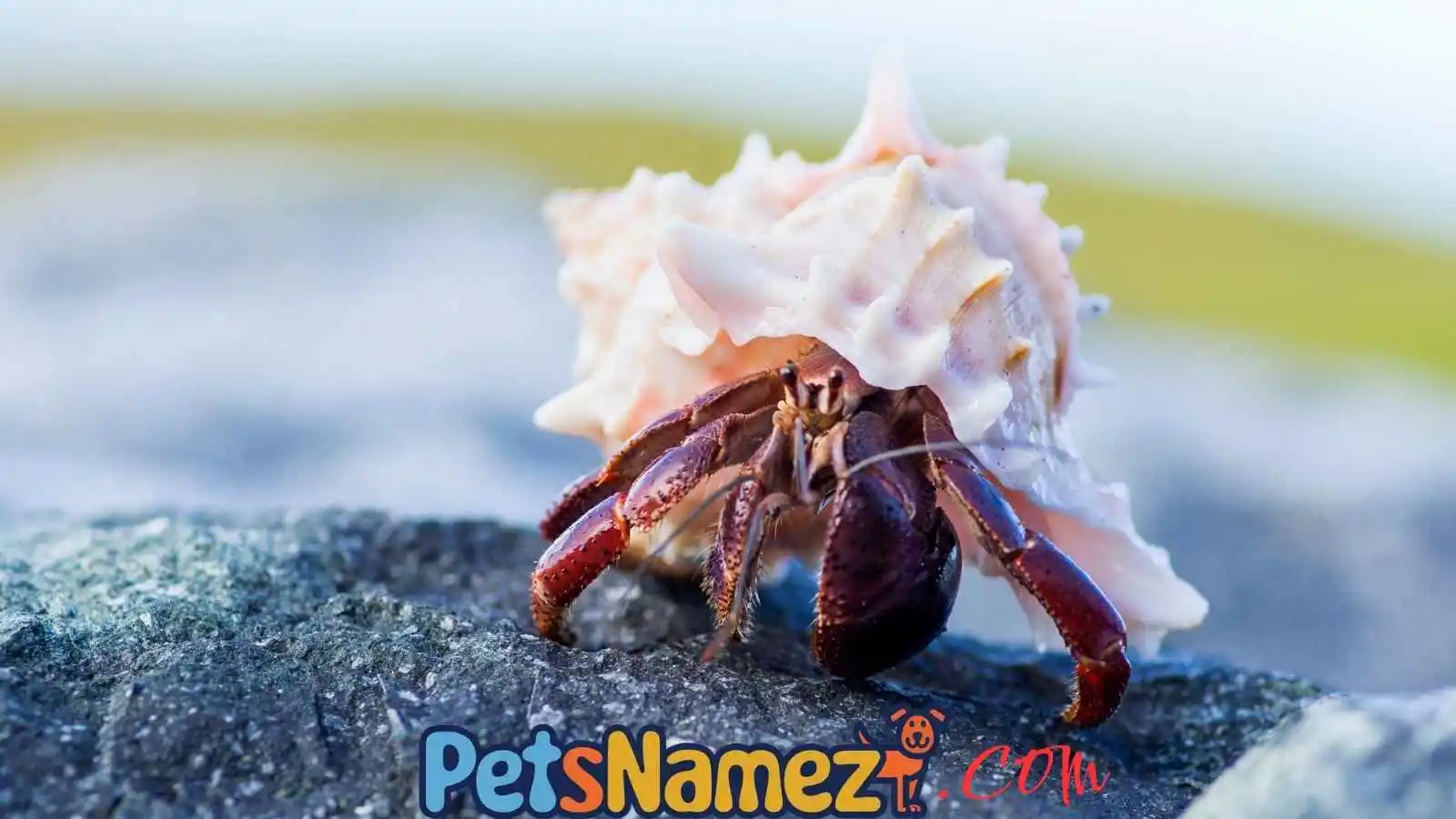 Hermit Crab Names