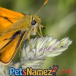 Pet Moth Names